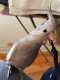 Cockatiel