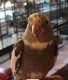 Cockatiel