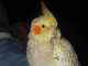 Cockatiel