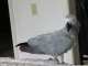 African Grey