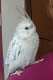 Cockatiel