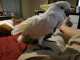 Cockatoo