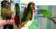 Conure