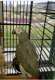 African Grey