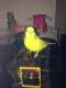 Parakeet