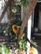 Conure
