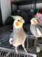 Cockatiel