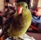 Regent / Rock Pebbler
