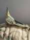 Cockatiel