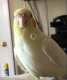 Cockatiel