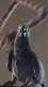 African Grey