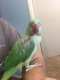 Alexandrine