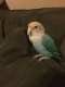 Lovebird