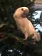 Cockatoo