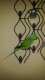 African Ringneck Parakeet