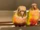 Conure
