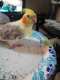 Cockatiel