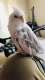 Cockatiel