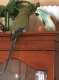 African Ringneck Parakeet
