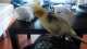 Cockatiel