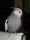 Cockatiel