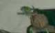 Conure
