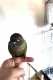 Conure