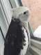 Cockatiel