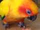 Conure