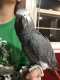 African Grey