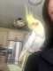 Cockatiel