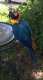 Macaw