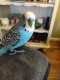 Parakeet