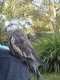 Cockatiel