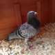 Pigeon