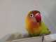 Lovebird