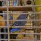 Budgerigar