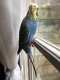 Parakeet