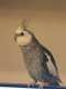 Cockatiel