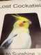 Cockatiel