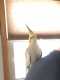 Cockatiel