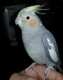 Cockatiel