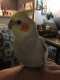 Cockatiel