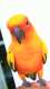 Conure
