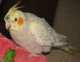 Cockatiel