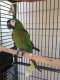 Macaw