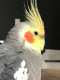 Cockatiel