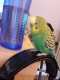 Parakeet