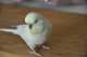 Budgerigar