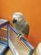 African Grey